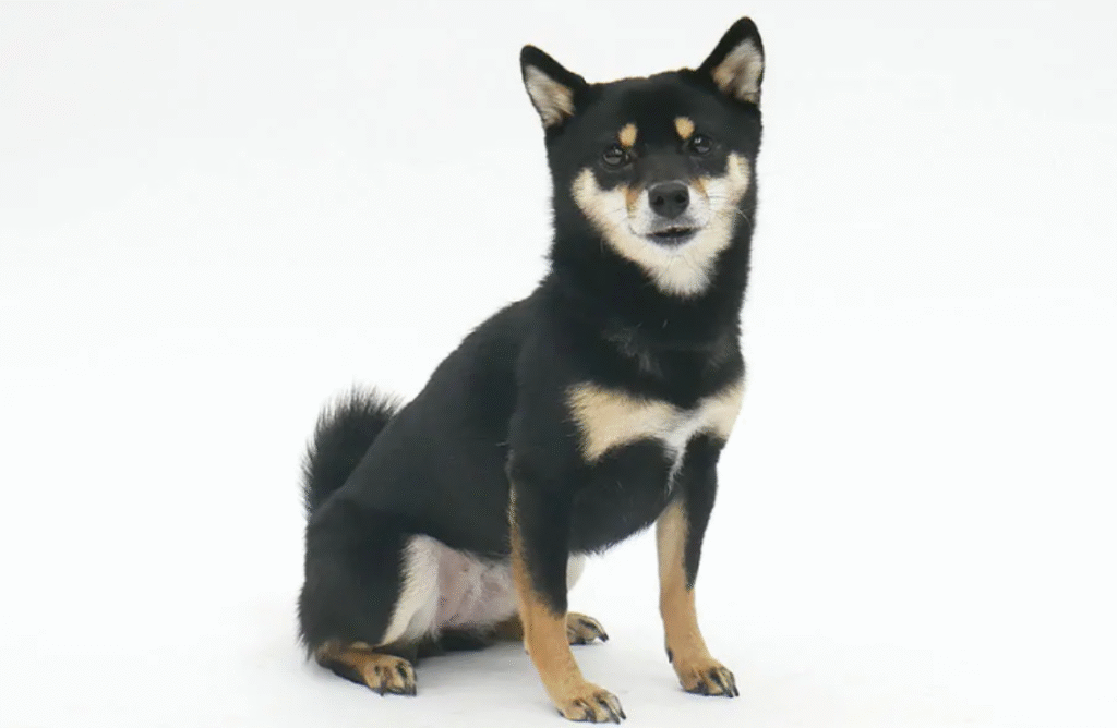 初恋DOGsに出演しているサクラの画像