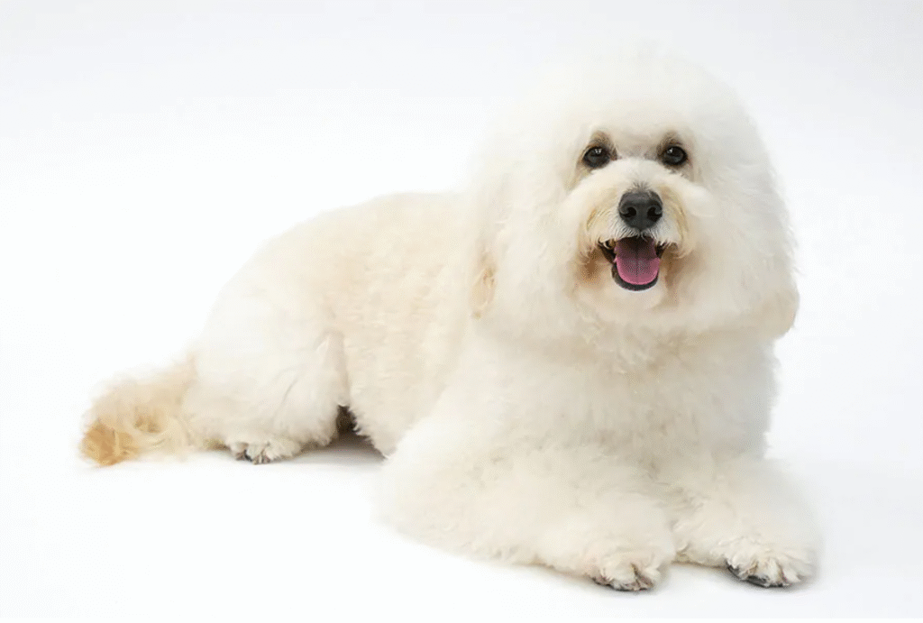 初恋DOGsに出演している将軍の画像
