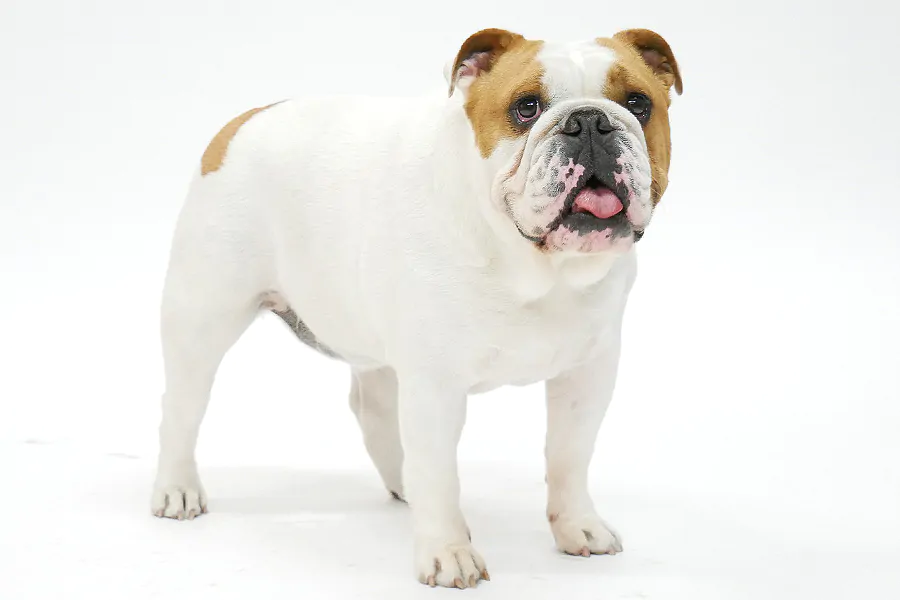 初恋DOGs1話に出演するブルドックの画像